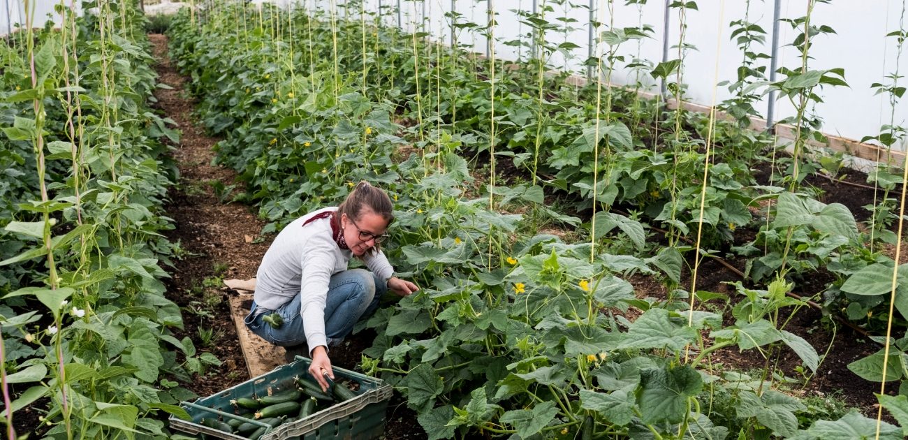 زراعة الخيار في البيوت البلاستيكية